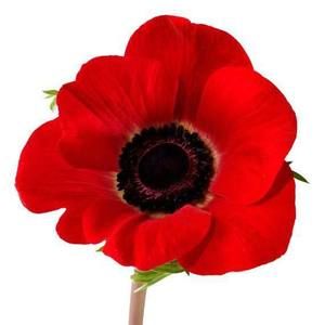 Meet your Posher, Ewart